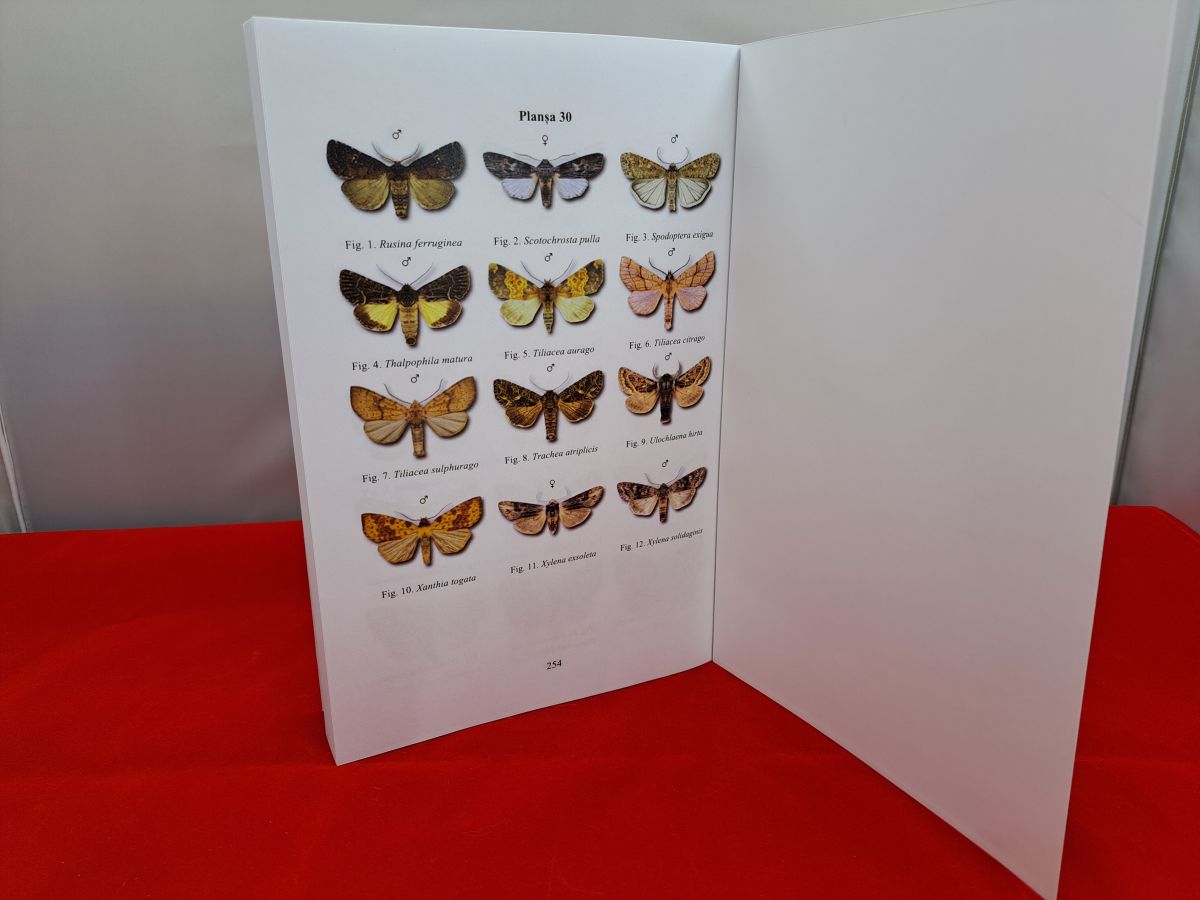 Book with butterflies